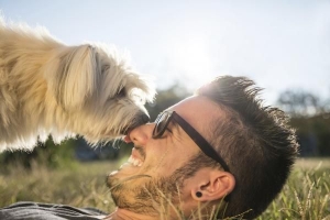 Quelles sont les meilleures races de chiens tempérés