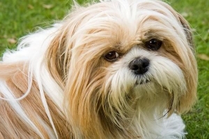 Quelles sont les caractéristiques d'un chien shih tzu