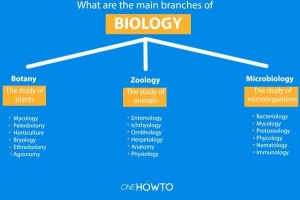 Quelles sont les principales branches de la biologie et qu'étudient-elles?