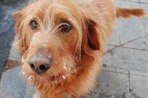 Ce que les chiens ne peuvent pas manger : les aliments toxiques à éviter