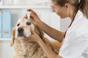 Quelles sont les causes d'une porcherie sur les yeux d'un chien