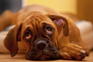 Quelles sont les causes des yeux rouges chez les chiens