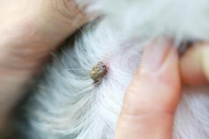 Quelles maladies les tiques transmettent-elles aux chiens