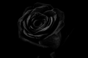 Que signifie une rose noire - signification symbolique des fleurs