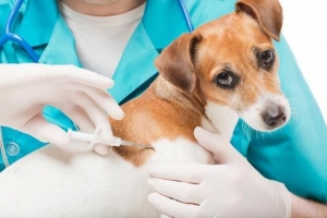 À quoi sert une puce électronique chez un chien