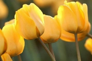 Que signifie une tulipe jaune