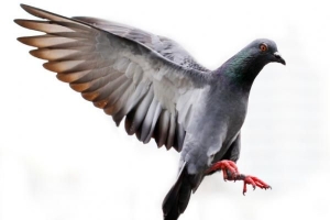 Que signifie rêver de pigeons?