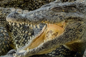 Que signifie rêver de crocodiles?