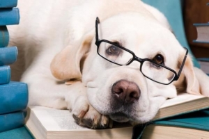 Quelles races de chiens sont les plus intelligentes?