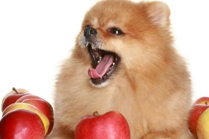 Quels fruits les chiens peuvent-ils manger