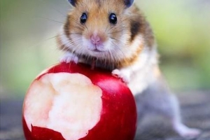 Quels fruits un hamster peut-il manger