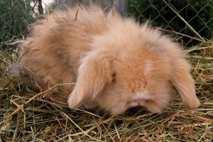 Qu'est-ce qu'un lapin belier