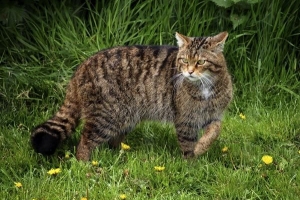 À quoi ressemble un chat sauvage