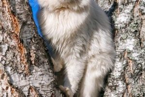 Qu'est-ce qu'un chat angora - faits et traits de personnalité