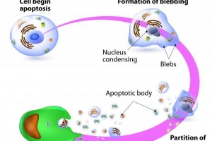 Qu'est-ce que l'apoptose cellulaire?