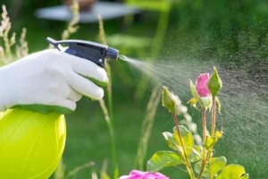 Quel est le meilleur moment pour arroser les plantes