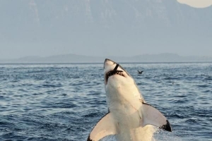 Quel est le nom d'une femelle requin?