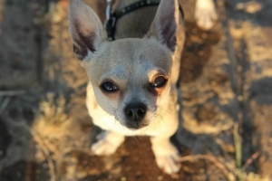 Que devrait manger un chien chihuahua