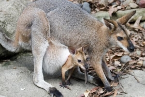 Que nourrir un bébé wallaby