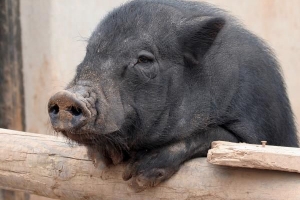 Que nourrir un cochon à ventre de pot