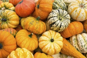 Quels types de courges existe-t-il