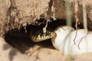 Quand les œufs de serpent éclosent-ils