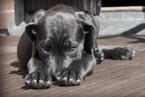 Quand un chiot est-il considéré comme un chien