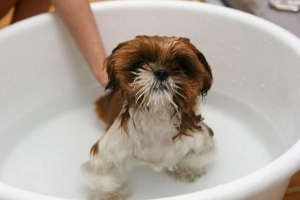 Quand commencer à baigner votre chiot