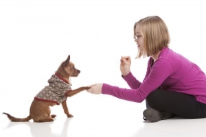 Quand commencer à dresser un chiot