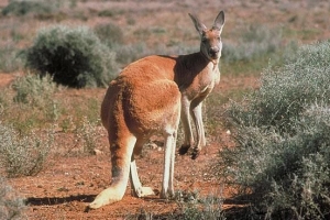 Quel animal saute la plus longue distance