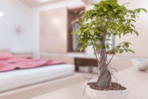 Quelles plantes améliorent le feng shui de ma maison?