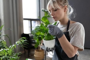 Pourquoi mes plantes d'intérieur ne poussent-elles pas