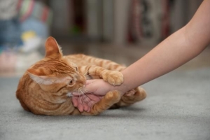 Pourquoi mon chat me pétrit puis me mord?