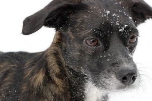 Pourquoi mon chien a des pellicules