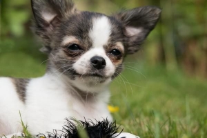 Pourquoi mon chien frissonne-t-il tout le temps