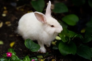 Pourquoi mon lapin vaporise-t-il de l'urine sur moi