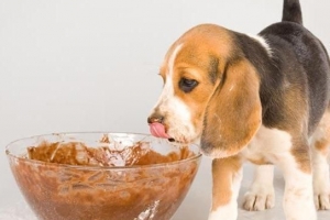 Pourquoi les chiens ne peuvent pas manger de chocolat