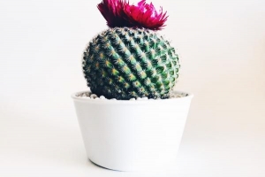 Pourquoi est-ce malchanceux d'avoir un cactus dans la maison?