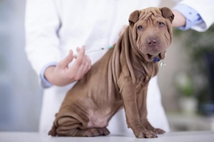 Pourquoi est-il important de vacciner les chiens