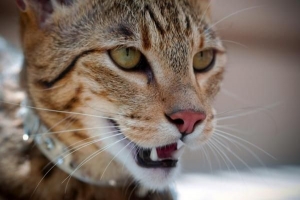 Pourquoi mon chat vomit